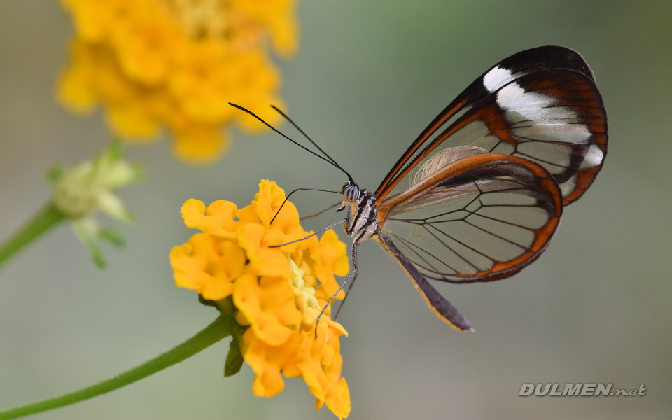 Glasswing (Greta oto)